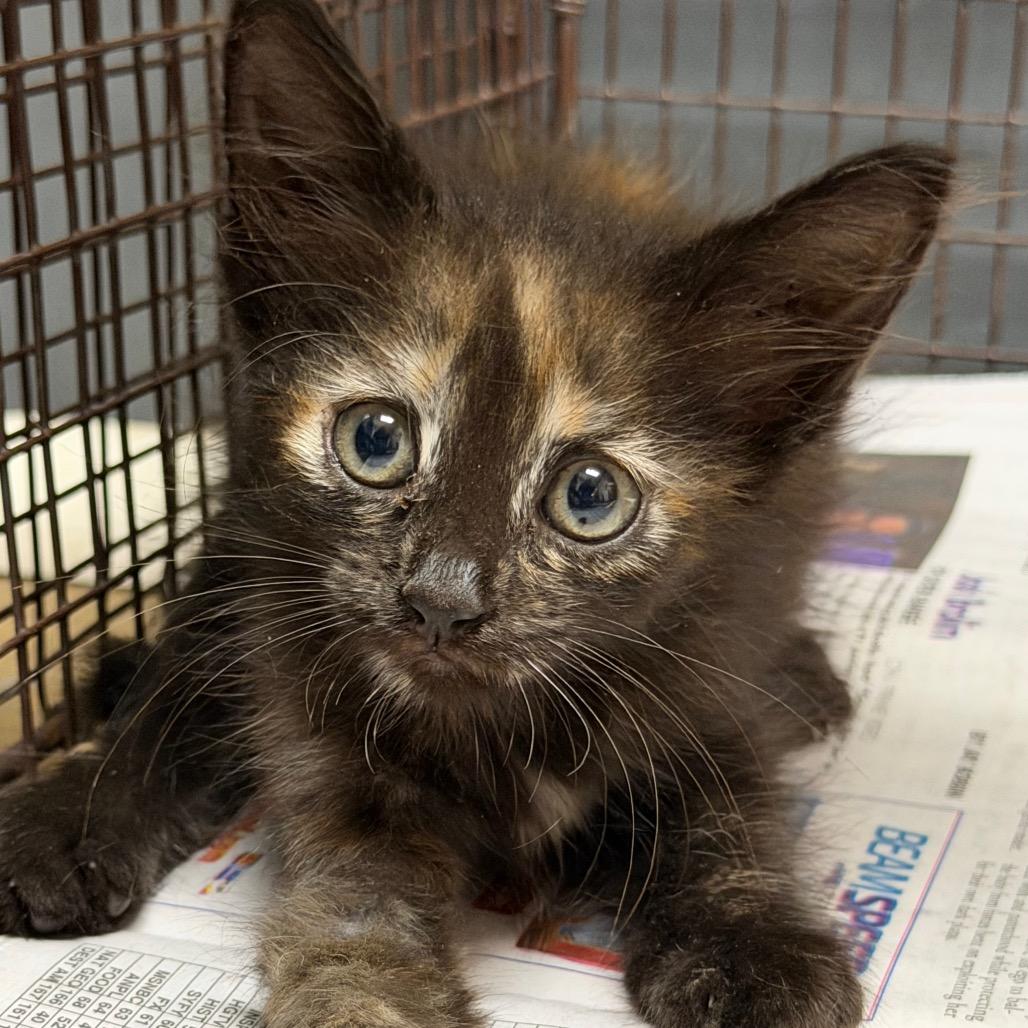 Marble, Adoptable, Kitten Female Domestic Short Hair.