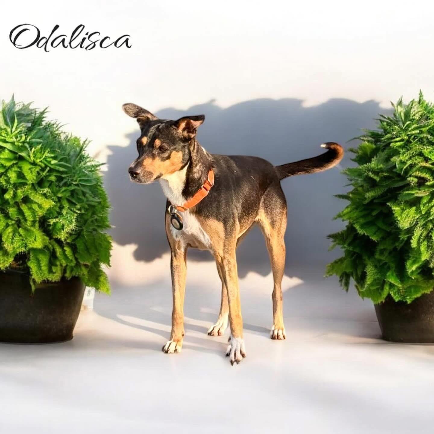Odalisca, Adopted, Adult Female Mixed Breed.