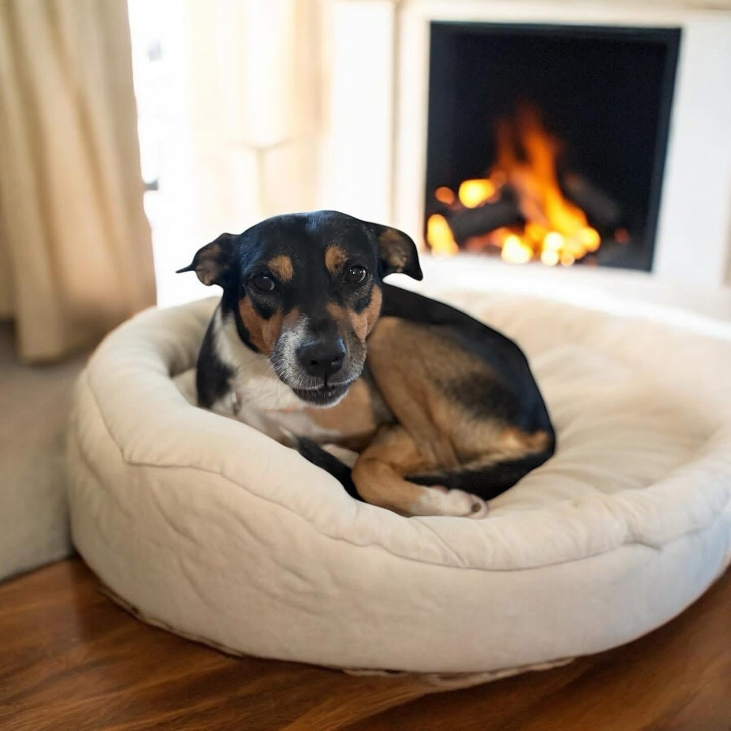 Enlarge Odalisca, a Adopted Mixed Breed in Dunnville, ON image 2/3