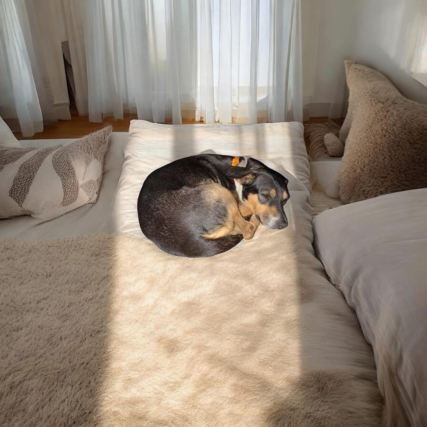 Enlarge Odalisca, a Adopted Mixed Breed in Dunnville, ON image 3/3