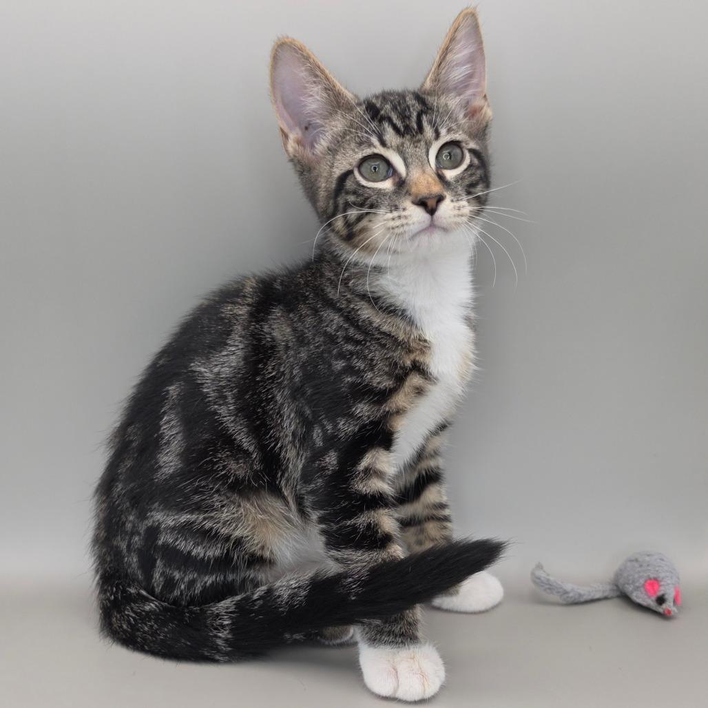Bullseye, Adoptable, Kitten Male Domestic Short Hair.