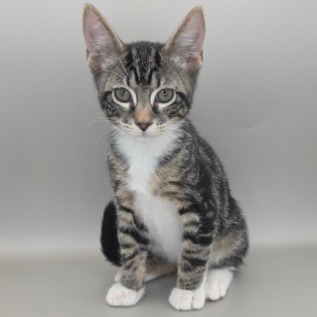 Enlarge Bullseye, a Adoptable Domestic Short Hair in Williston, FL image 2/6