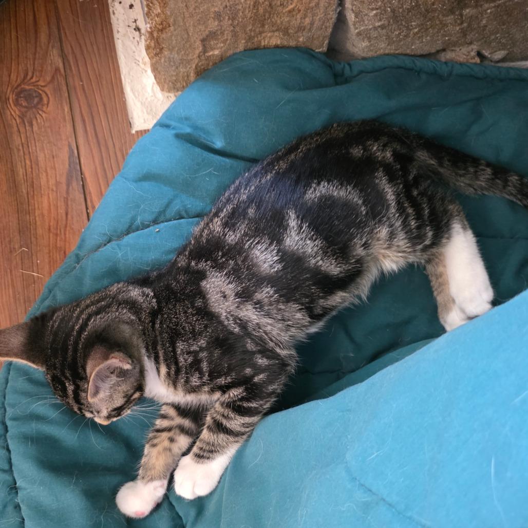 Enlarge Bullseye, a Adoptable Domestic Short Hair in Williston, FL image 3/6