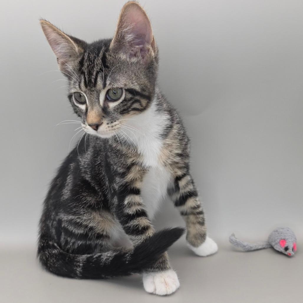 Enlarge Bullseye, a Adoptable Domestic Short Hair in Williston, FL image 4/6