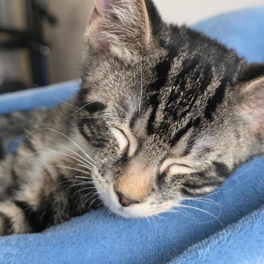 Enlarge Bullseye, a Adoptable Domestic Short Hair in Williston, FL image 5/6