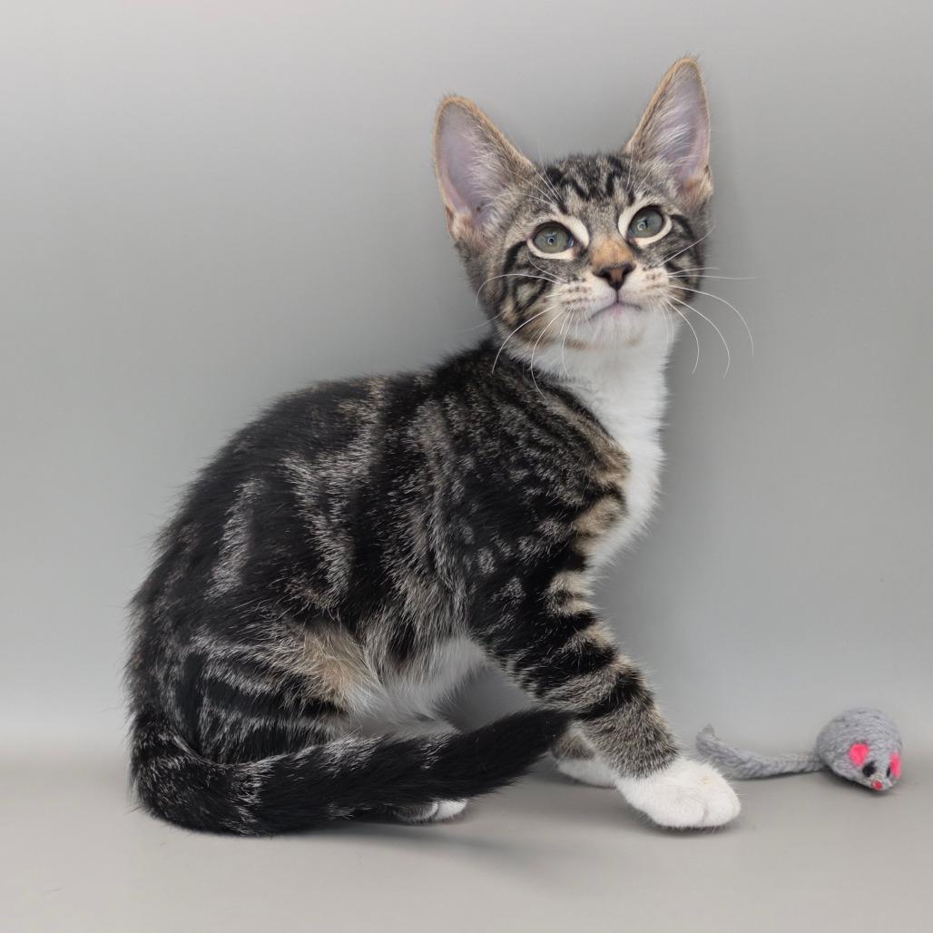 Enlarge Bullseye, a Adoptable Domestic Short Hair in Williston, FL image 6/6