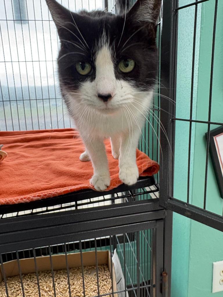 Enlarge Piko - Adoptable, a Adoptable mixed breed in Chickamauga , GA image 1/4