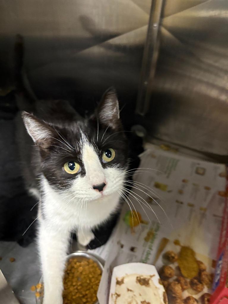 Enlarge Piko - Adoptable, a Adoptable mixed breed in Chickamauga , GA image 2/4