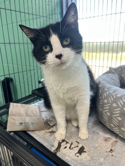 Enlarge Piko - Adoptable, a Adoptable mixed breed in Chickamauga , GA image 3/4