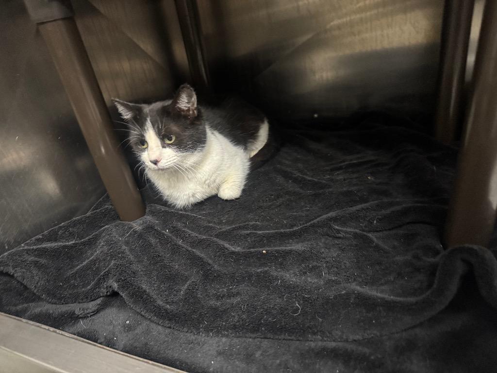 Enlarge Piko - Adoptable, a Adoptable mixed breed in Chickamauga , GA image 4/4