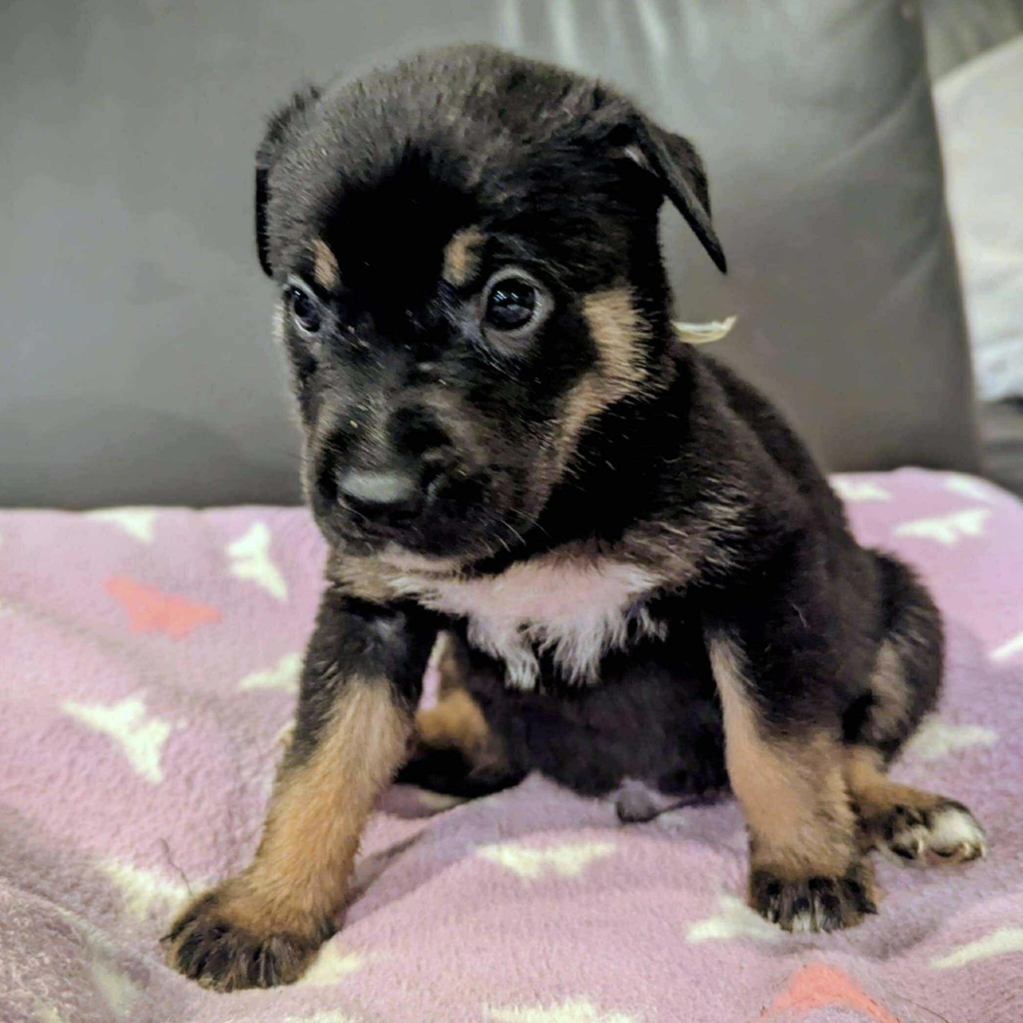 Dr. Pepper (20251022-02)