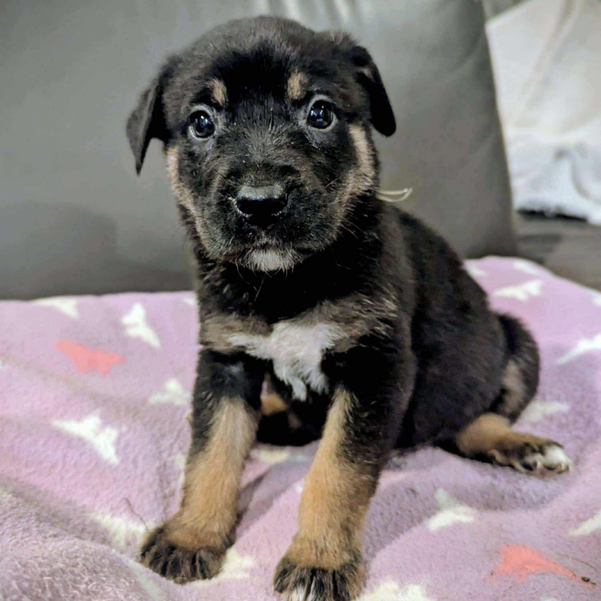 Dr. Pepper (20251022-02)