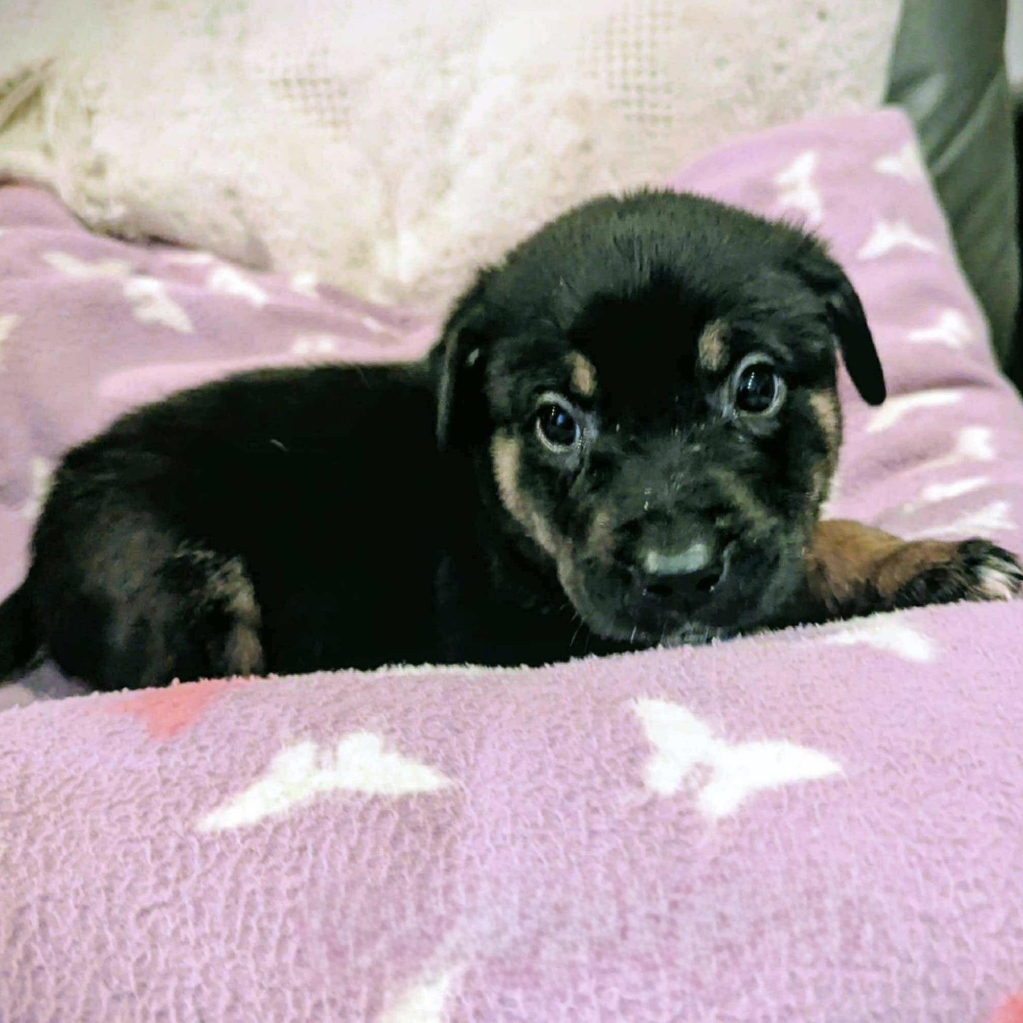 Dr. Pepper (20251022-02)