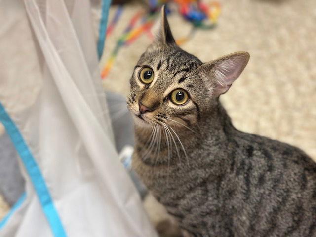 Enlarge Eastvale, a Adoptable Domestic Short Hair in Mission Viejo, CA image 1/3