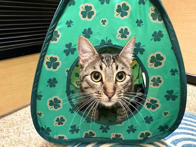 Enlarge Eastvale, a Adoptable Domestic Short Hair in Mission Viejo, CA image 1/3