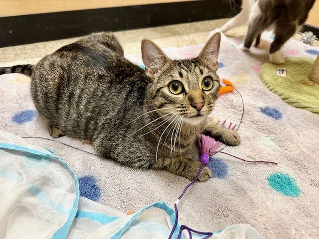 Enlarge Eastvale, a Adoptable Domestic Short Hair in Mission Viejo, CA image 2/3