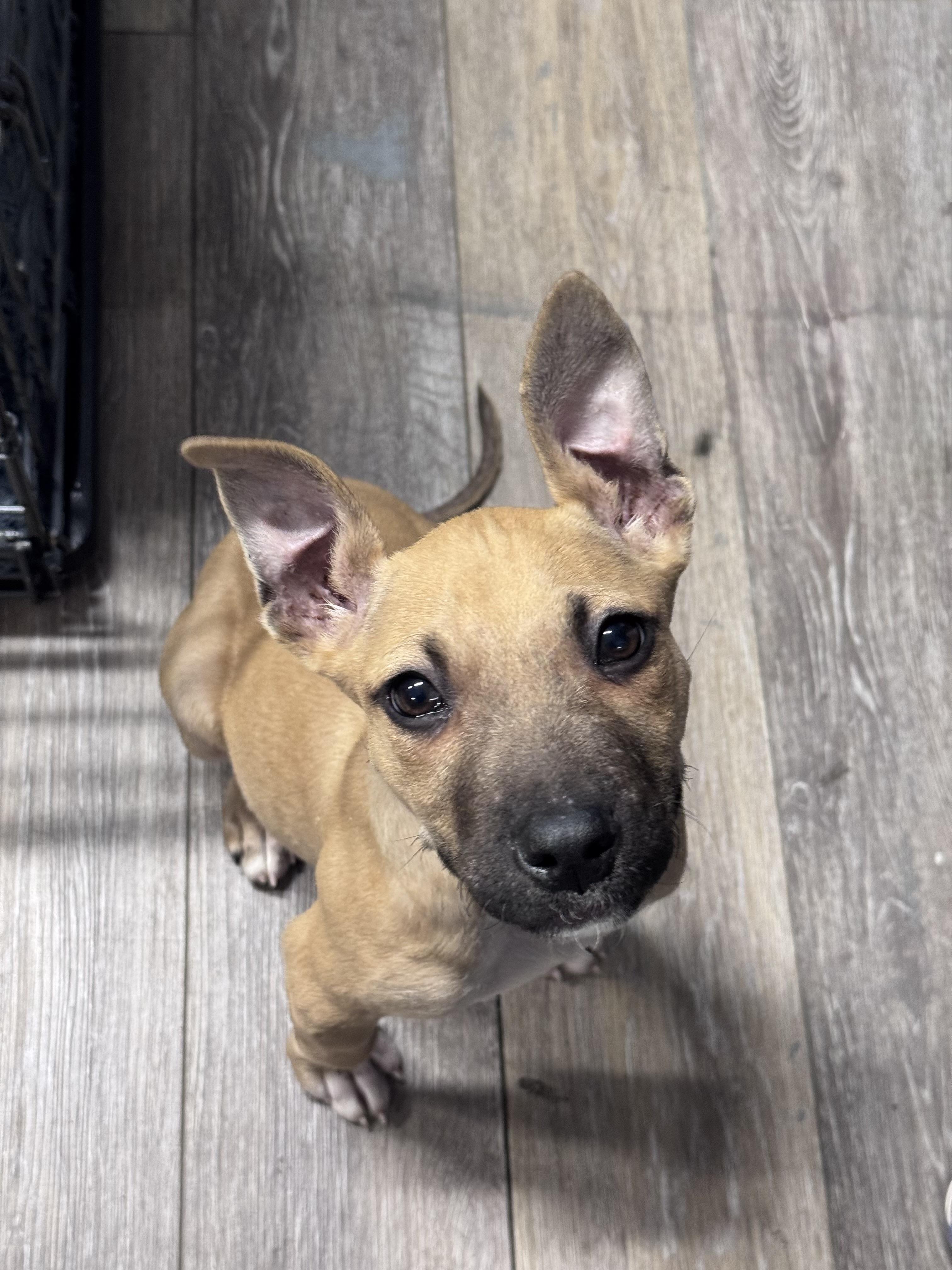 Enlarge Bowie (David), an adopted mixed breed in Monroe, NC image 1/1