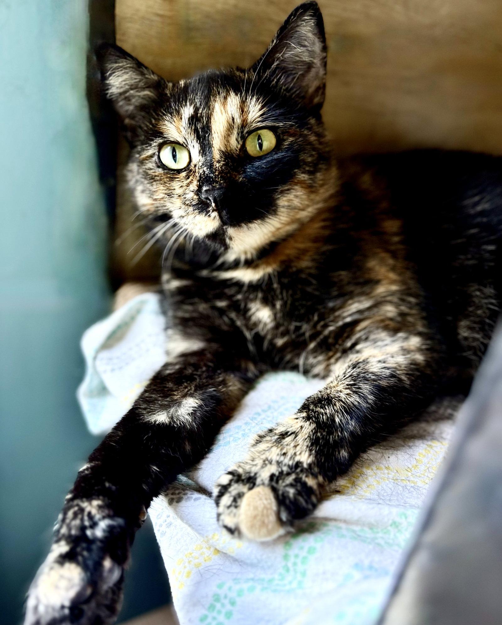 Enlarge July, a Adoptable Tortoiseshell in Flint Hill, VA image 1/3