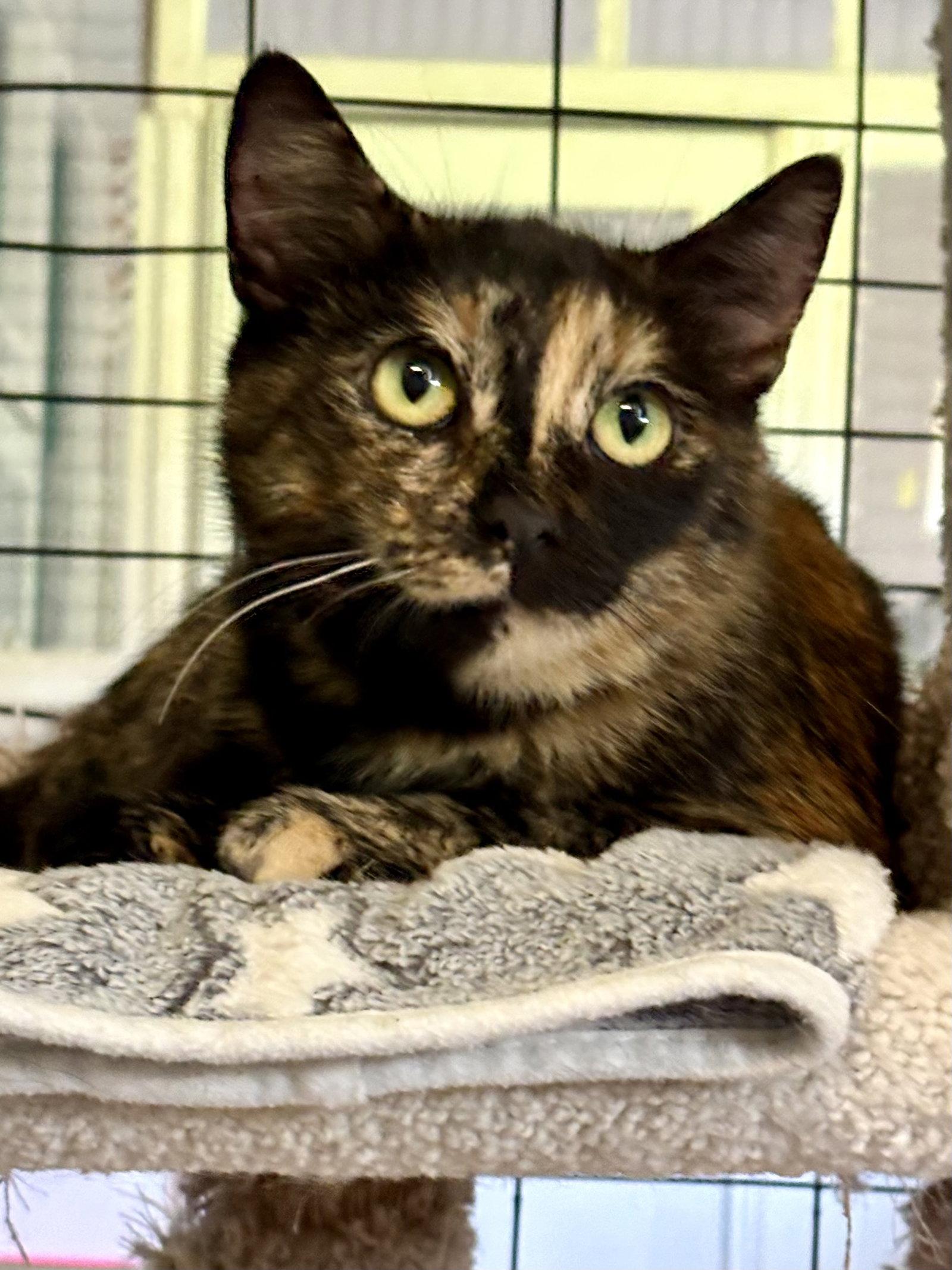 July, Adoptable, Adult Female Tortoiseshell.