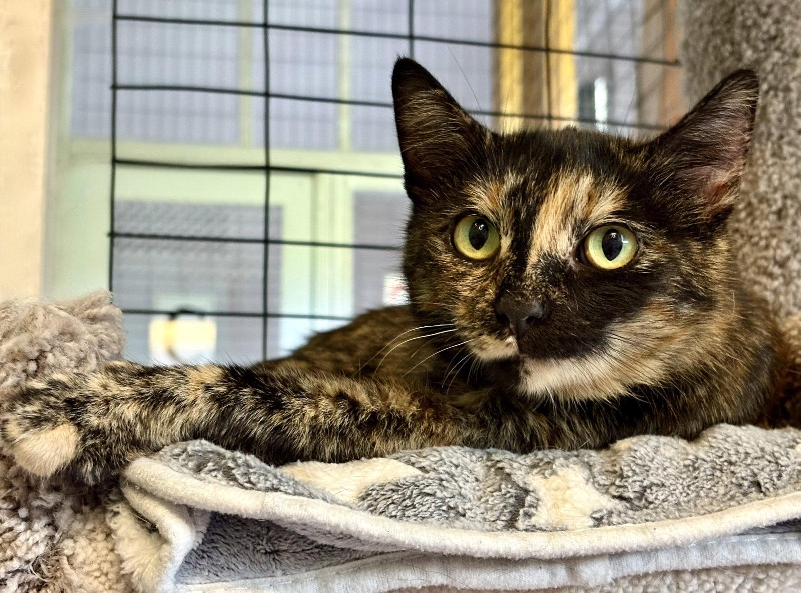 July, a Adoptable Tortoiseshell in Flint Hill, VA image 2/3