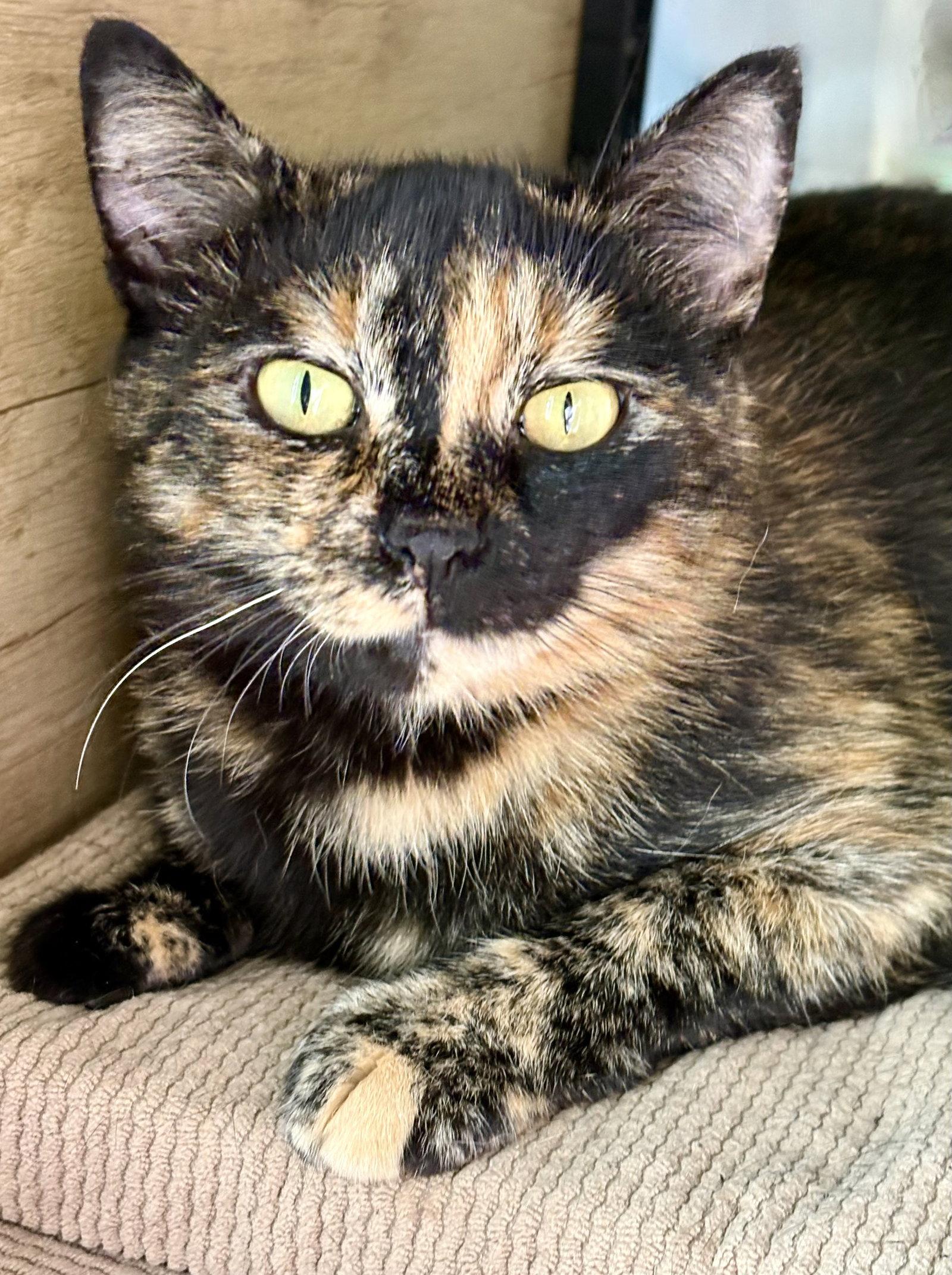 Enlarge July, a Adoptable Tortoiseshell in Flint Hill, VA image 3/3