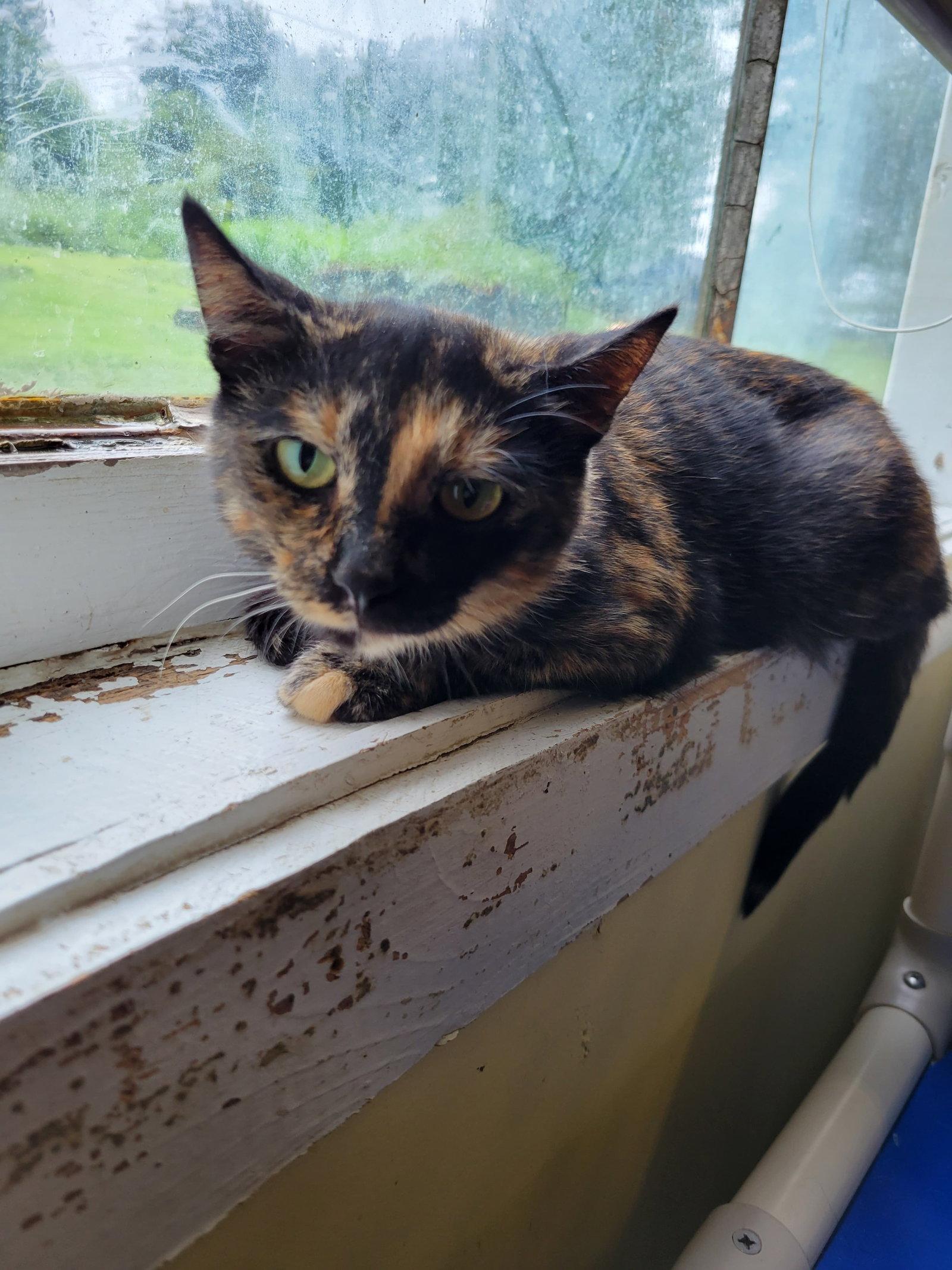 July, a Adoptable Tortoiseshell in Flint Hill, VA image 3/3