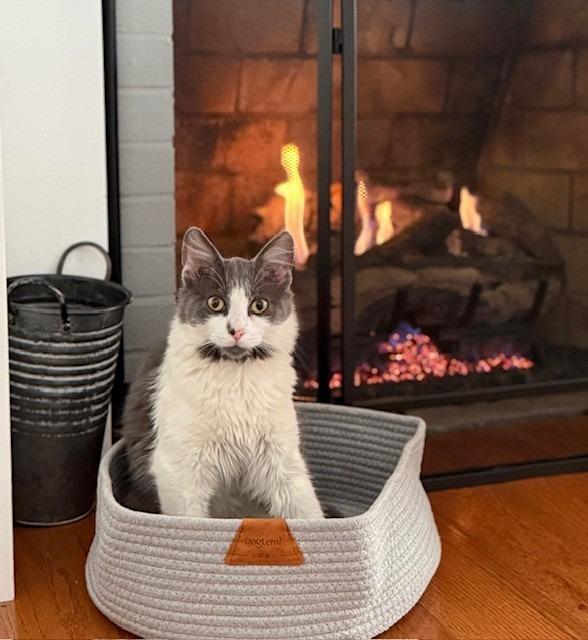 Jerry, Adoptable, Young Male Domestic Medium Hair.