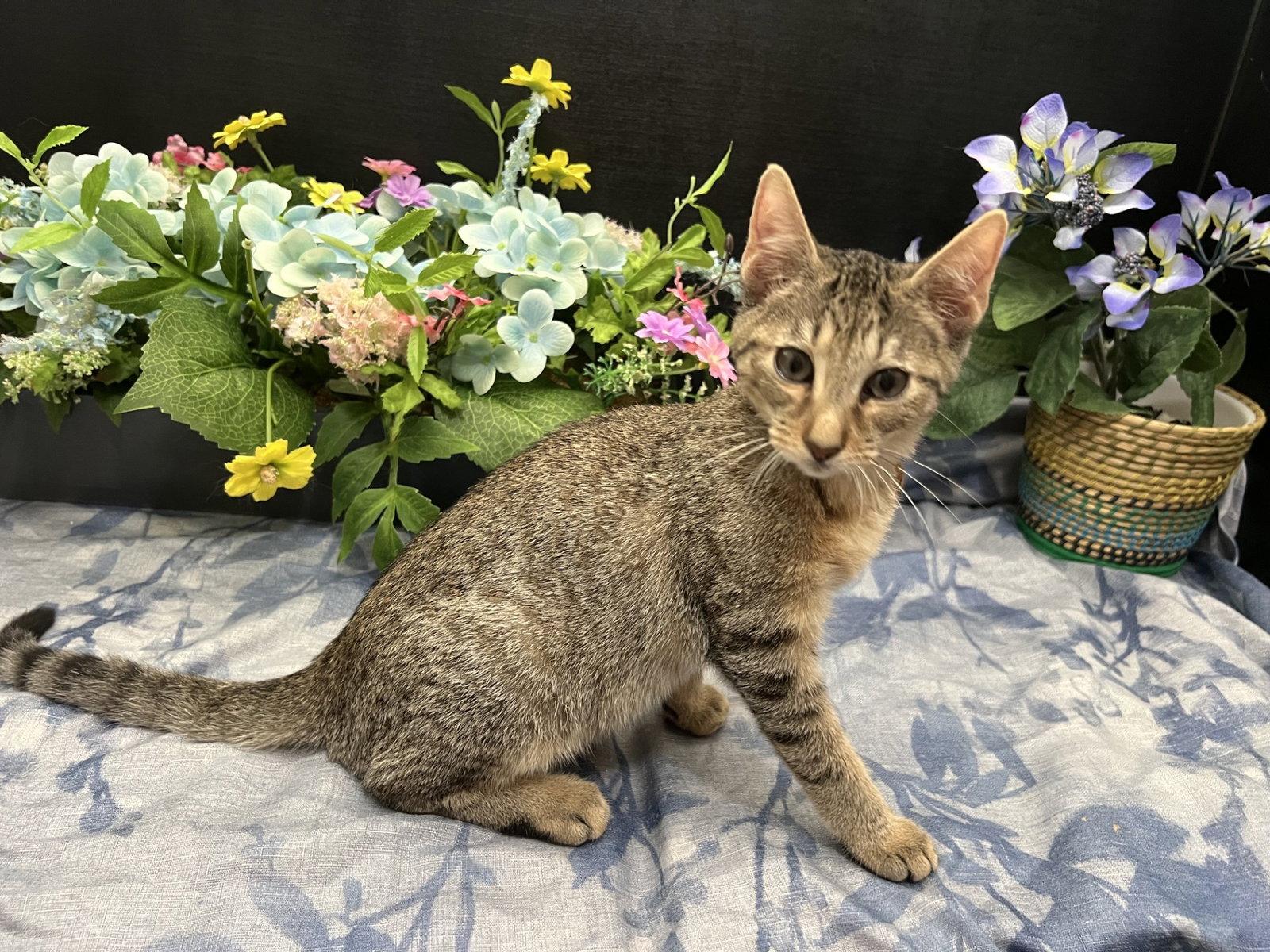Lars, Adoptable, Kitten Male Tabby & Domestic Short Hair.