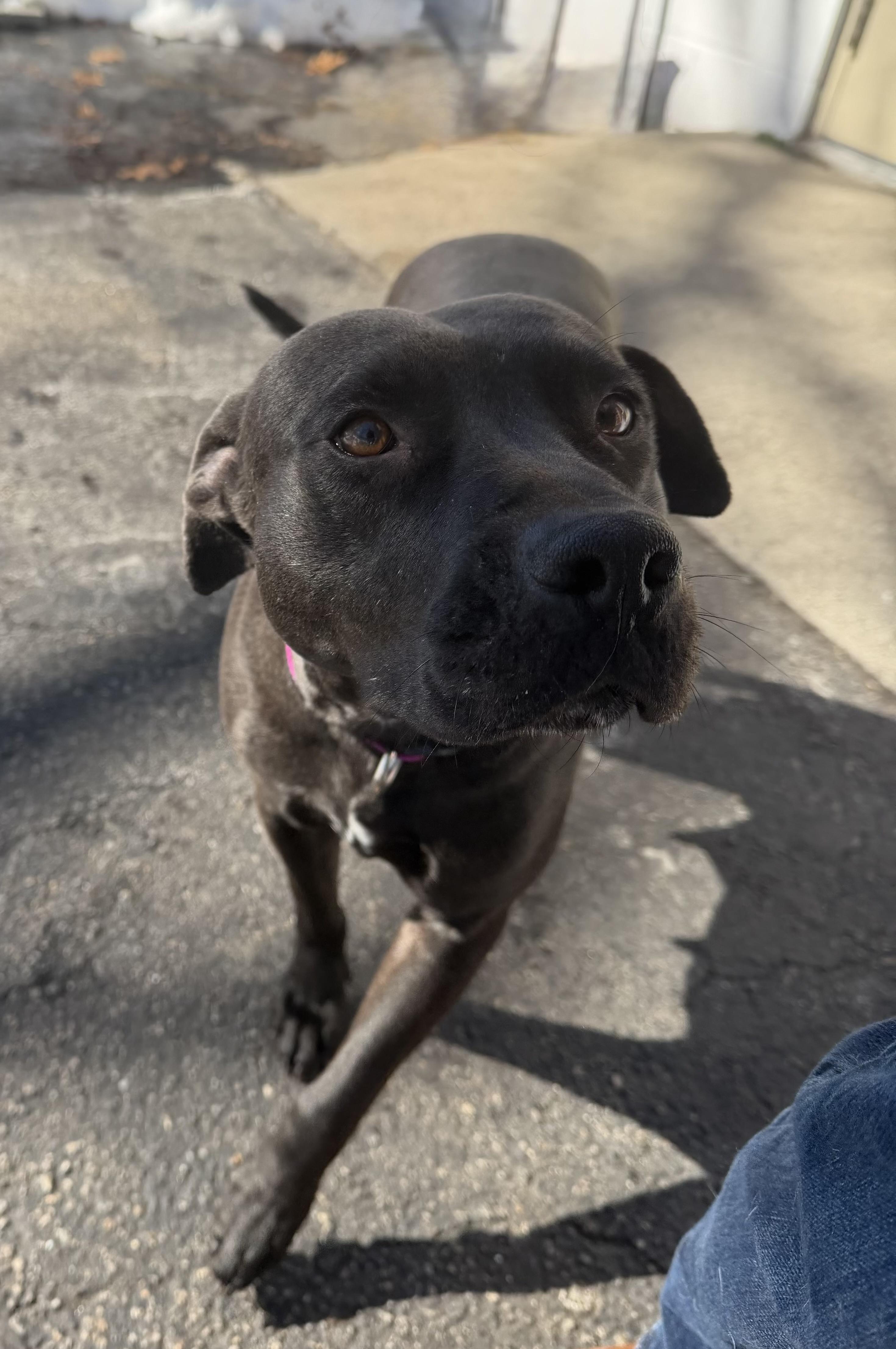 Enlarge DORIS, an adopted mixed breed in Cranston, RI image 1/3