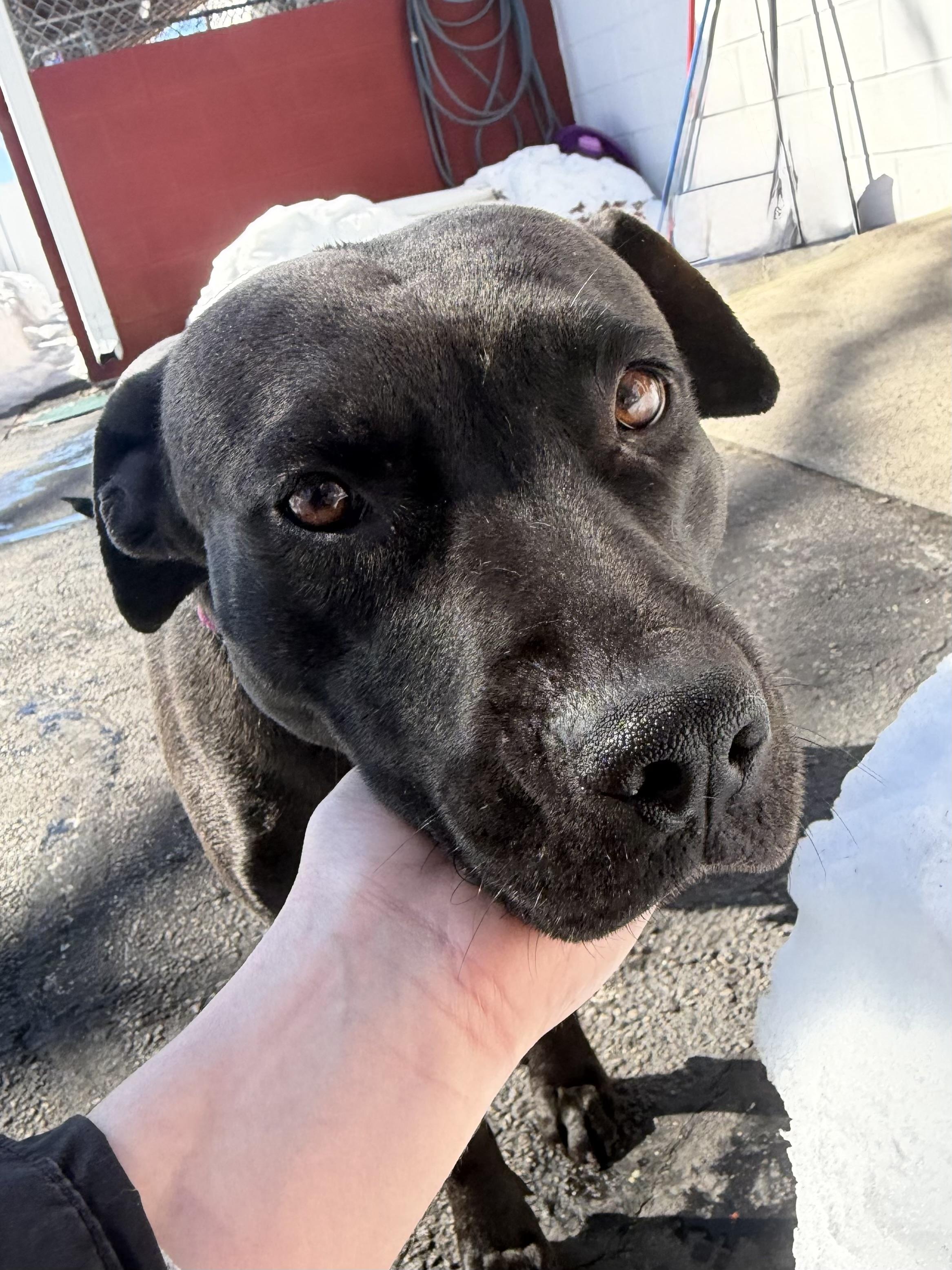 Enlarge DORIS, an adopted mixed breed in Cranston, RI image 3/3