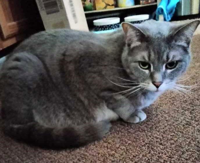 Nimbas, Raven & Ripley, Adoptable, Senior Male Domestic Short Hair.