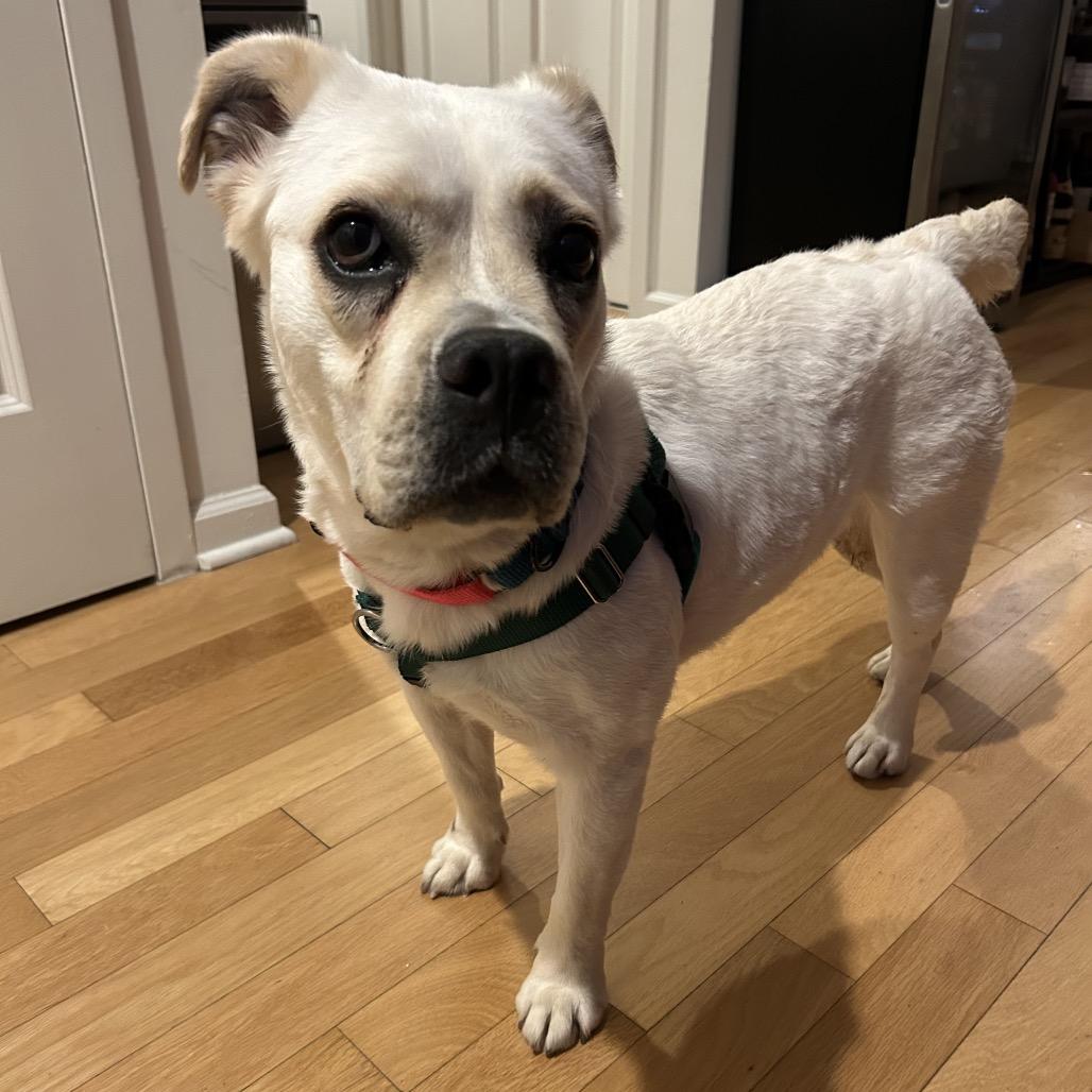 Enlarge Corto, a Adoptable mixed breed in Jersey City, NJ image 1/6