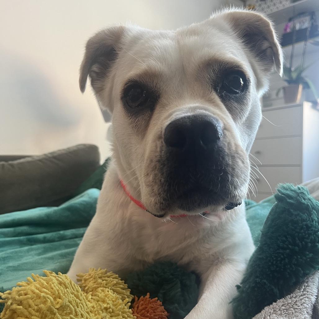 Enlarge Corto, a Adoptable mixed breed in Jersey City, NJ image 2/6