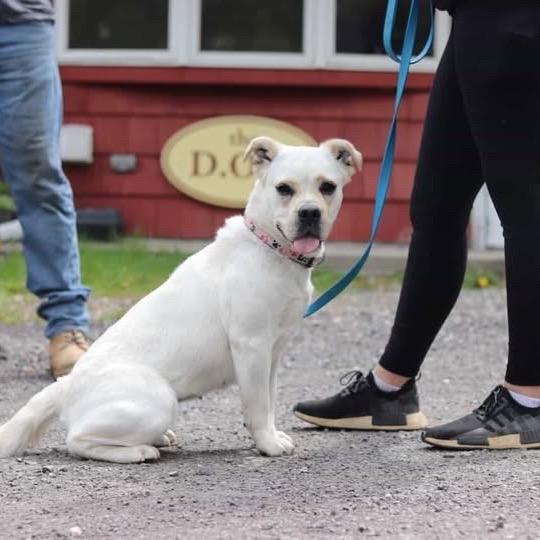 Corto, Adoptable, Adult Female Pug & Beagle.