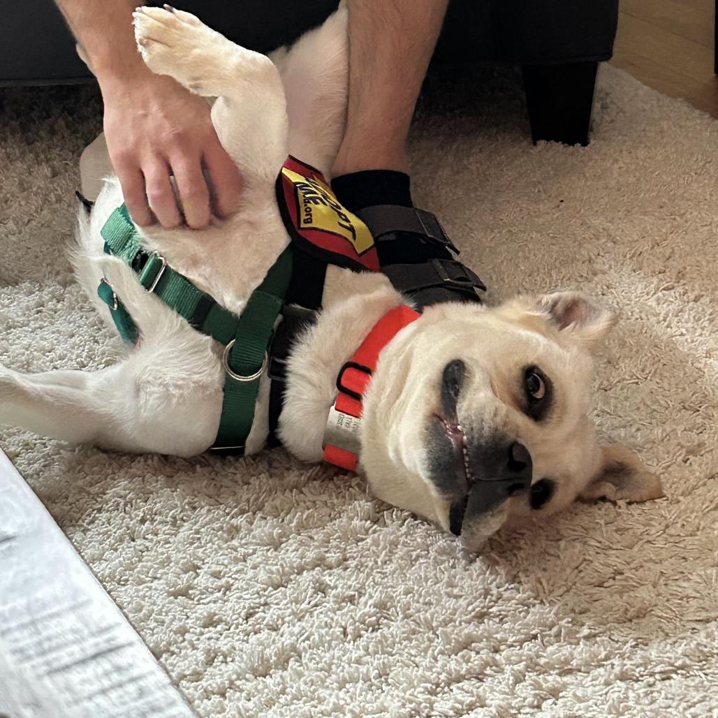 Enlarge Corto, a Adoptable mixed breed in Jersey City, NJ image 3/6