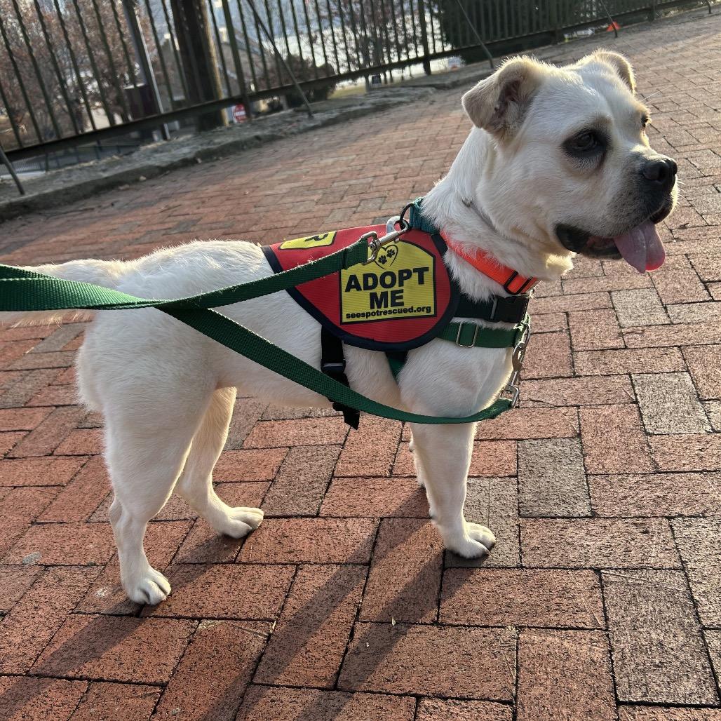 Enlarge Corto, a Adoptable mixed breed in Jersey City, NJ image 4/6