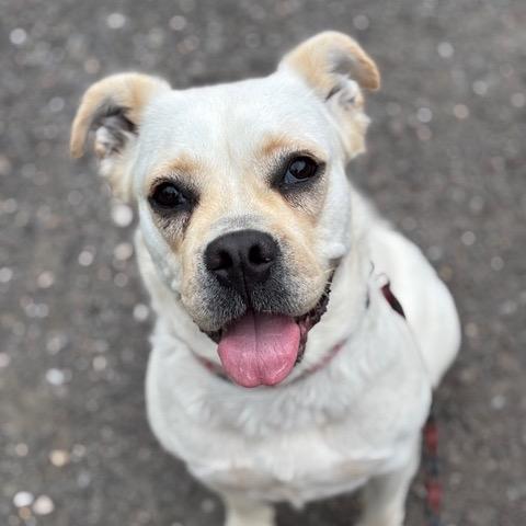 Corto, a Adoptable mixed breed in Jersey City, NJ image 4/6