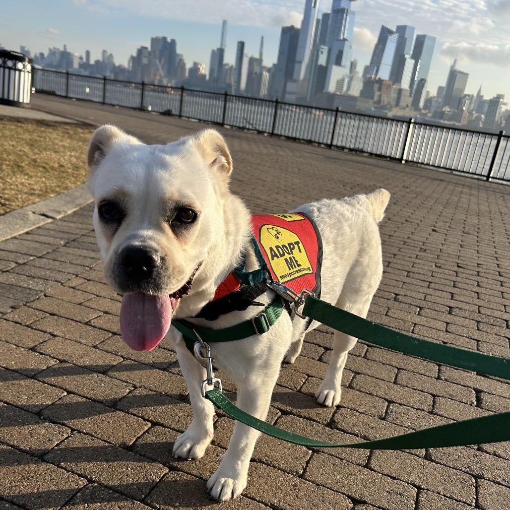 Enlarge Corto, a Adoptable mixed breed in Jersey City, NJ image 6/6