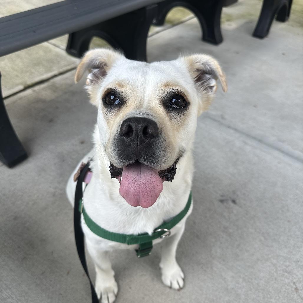 Enlarge Corto, a Adoptable mixed breed in Jersey City, NJ image 5/6
