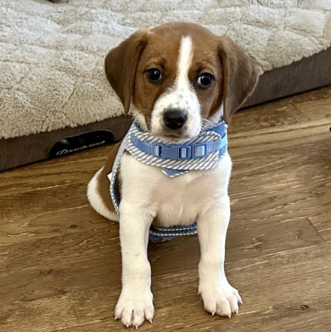Baby Watson, a ADOPTABLE mixed breed in Richmond, VA image 1/6
