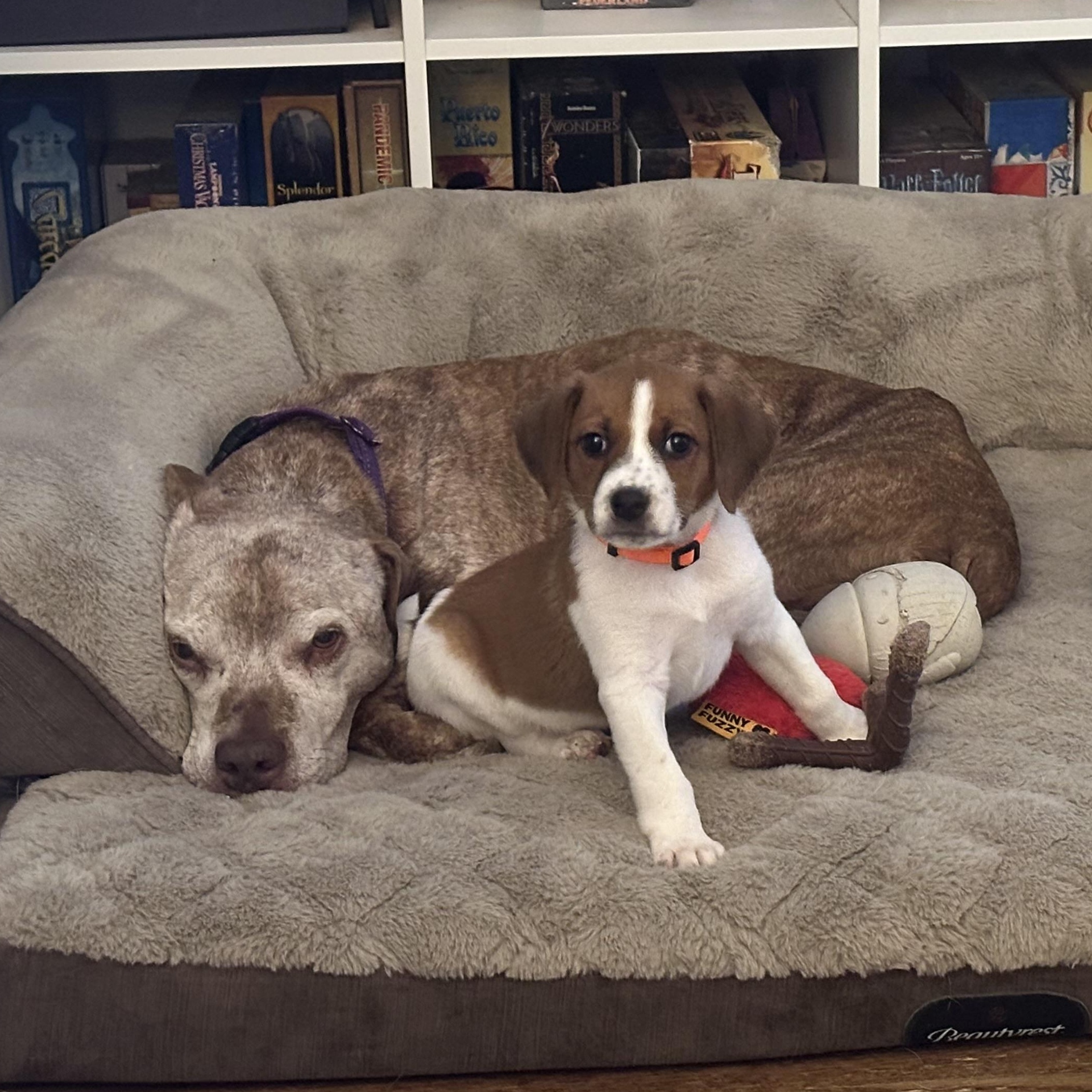 Baby Watson, a ADOPTABLE mixed breed in Richmond, VA image 4/6