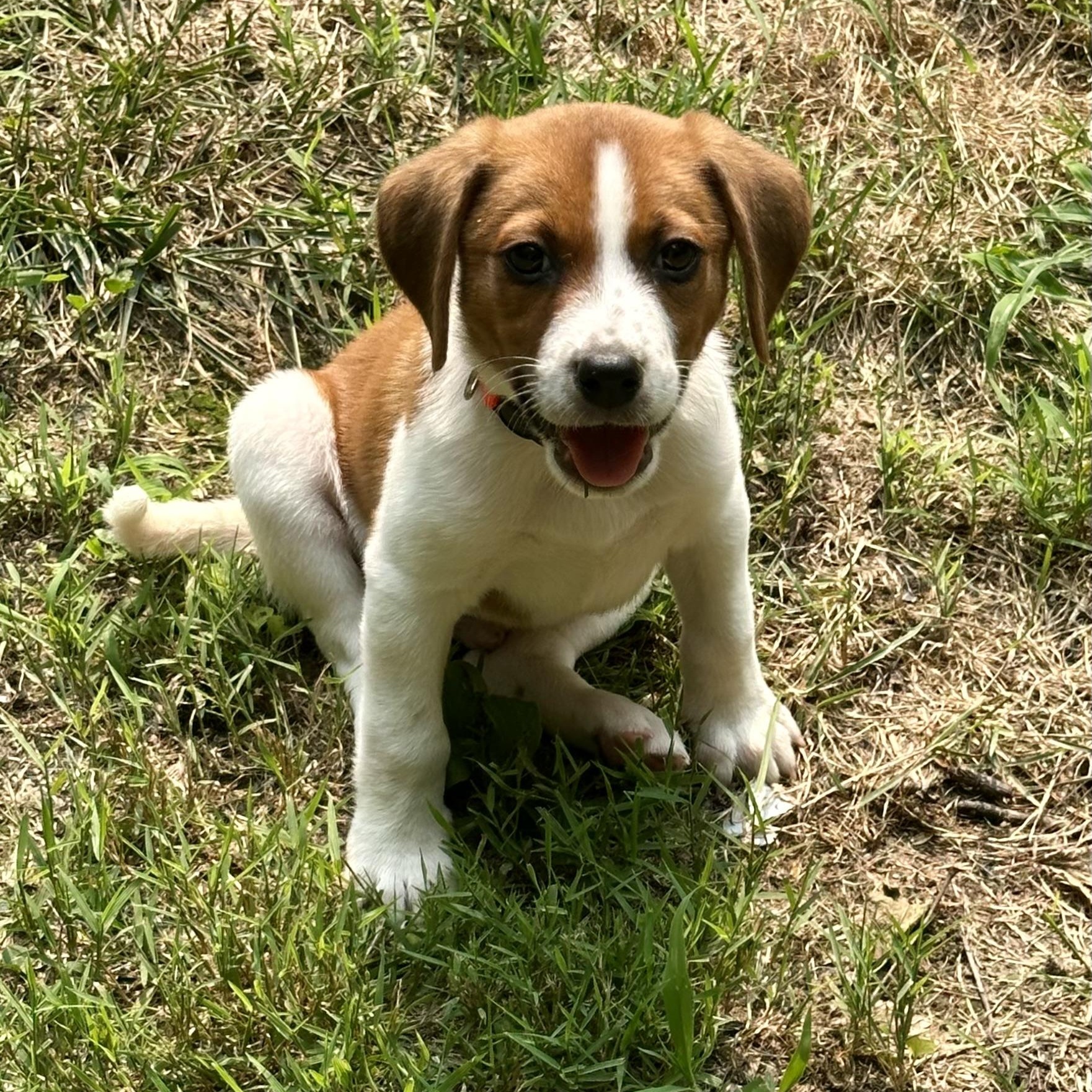 Baby Watson, a ADOPTABLE mixed breed in Richmond, VA image 2/6