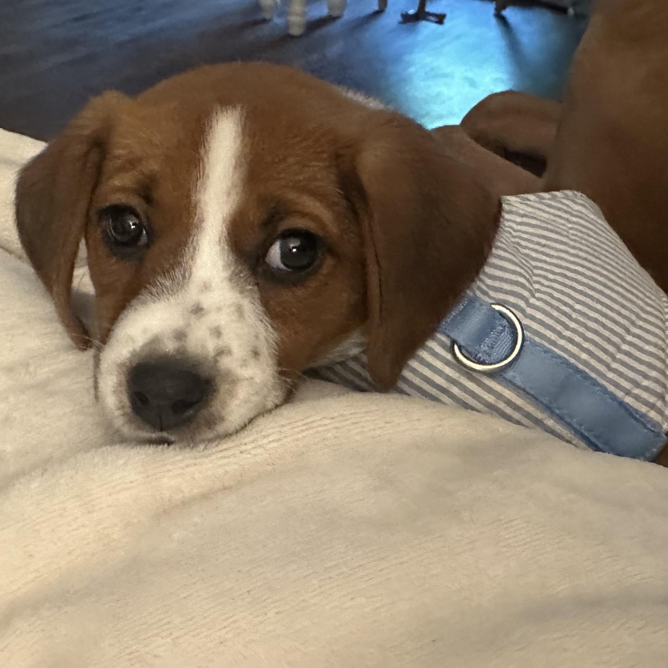 Baby Watson, a ADOPTABLE mixed breed in Richmond, VA image 3/6