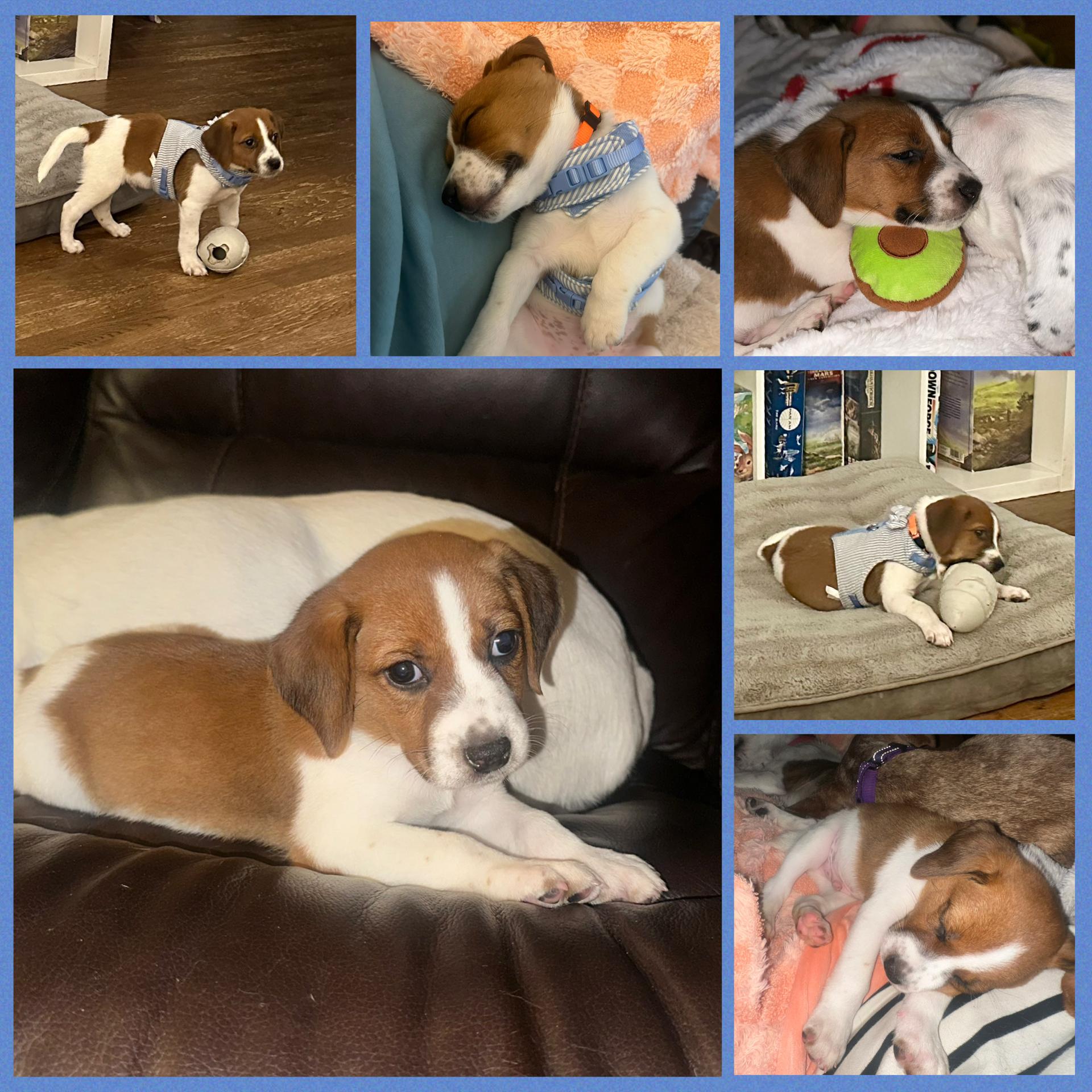 Baby Watson, a ADOPTABLE mixed breed in Richmond, VA image 5/6