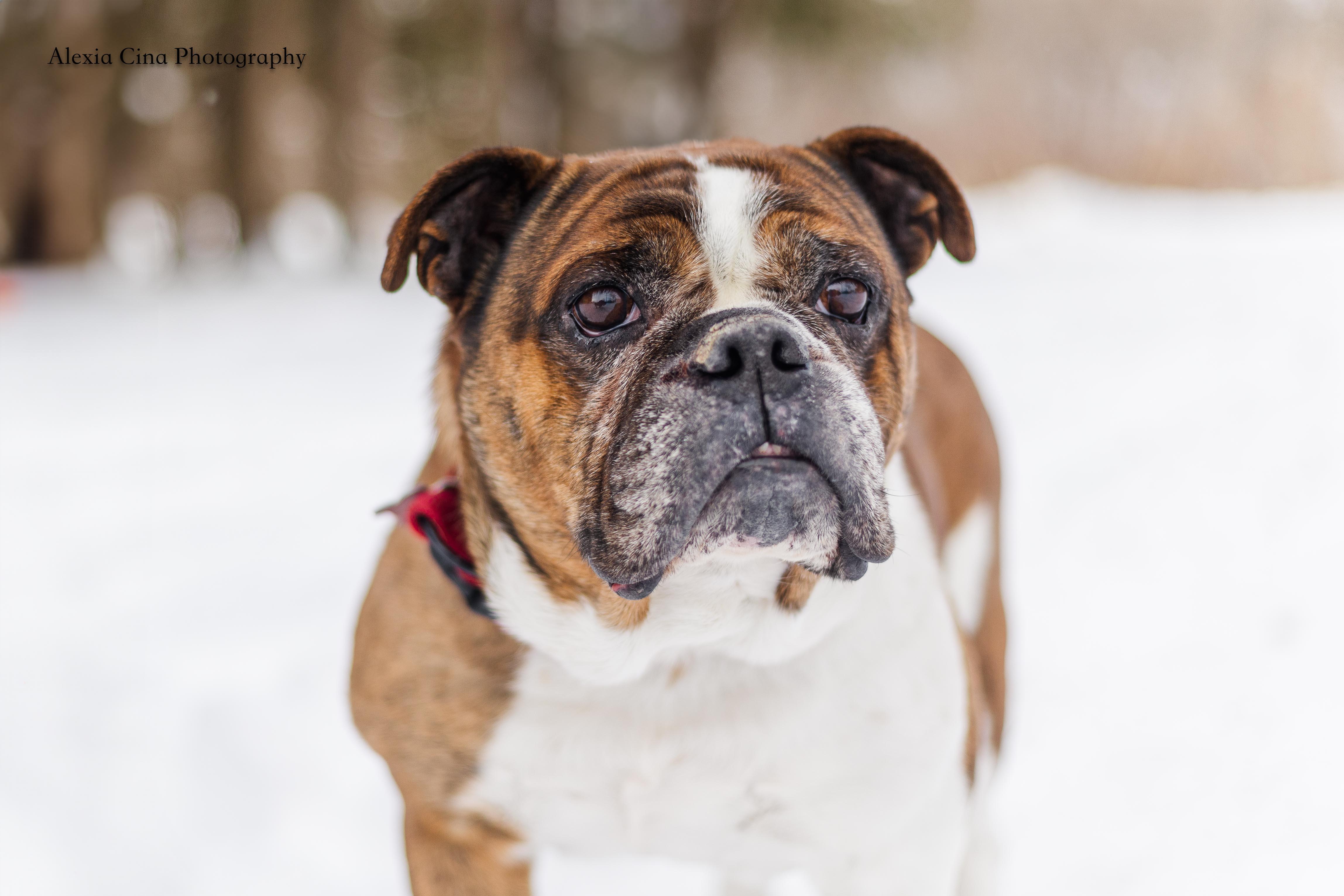 Dachi, a ADOPTABLE English Bulldog in Drumbo, ON image 2/5