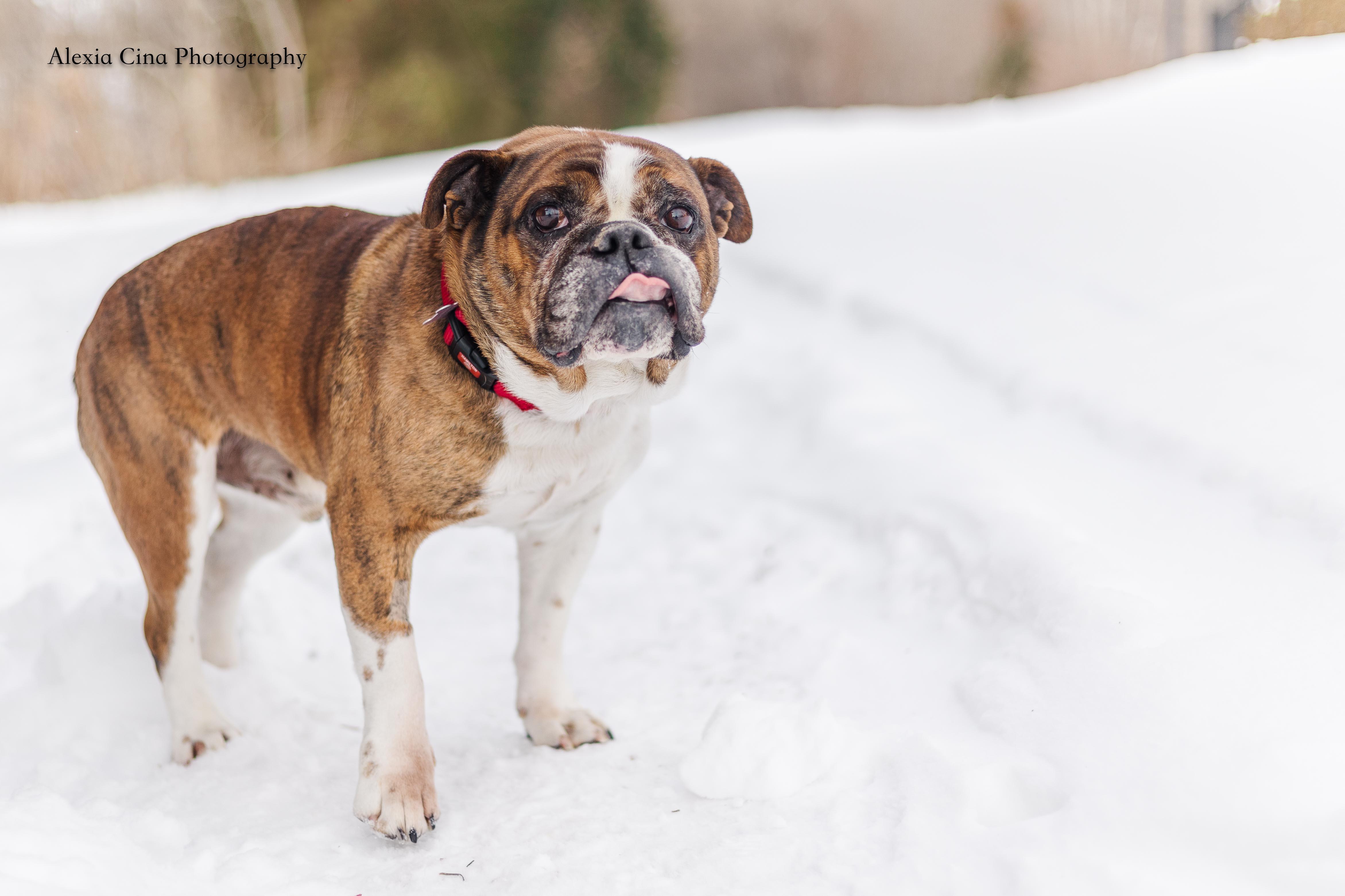 Dachi, a ADOPTABLE English Bulldog in Drumbo, ON image 5/5