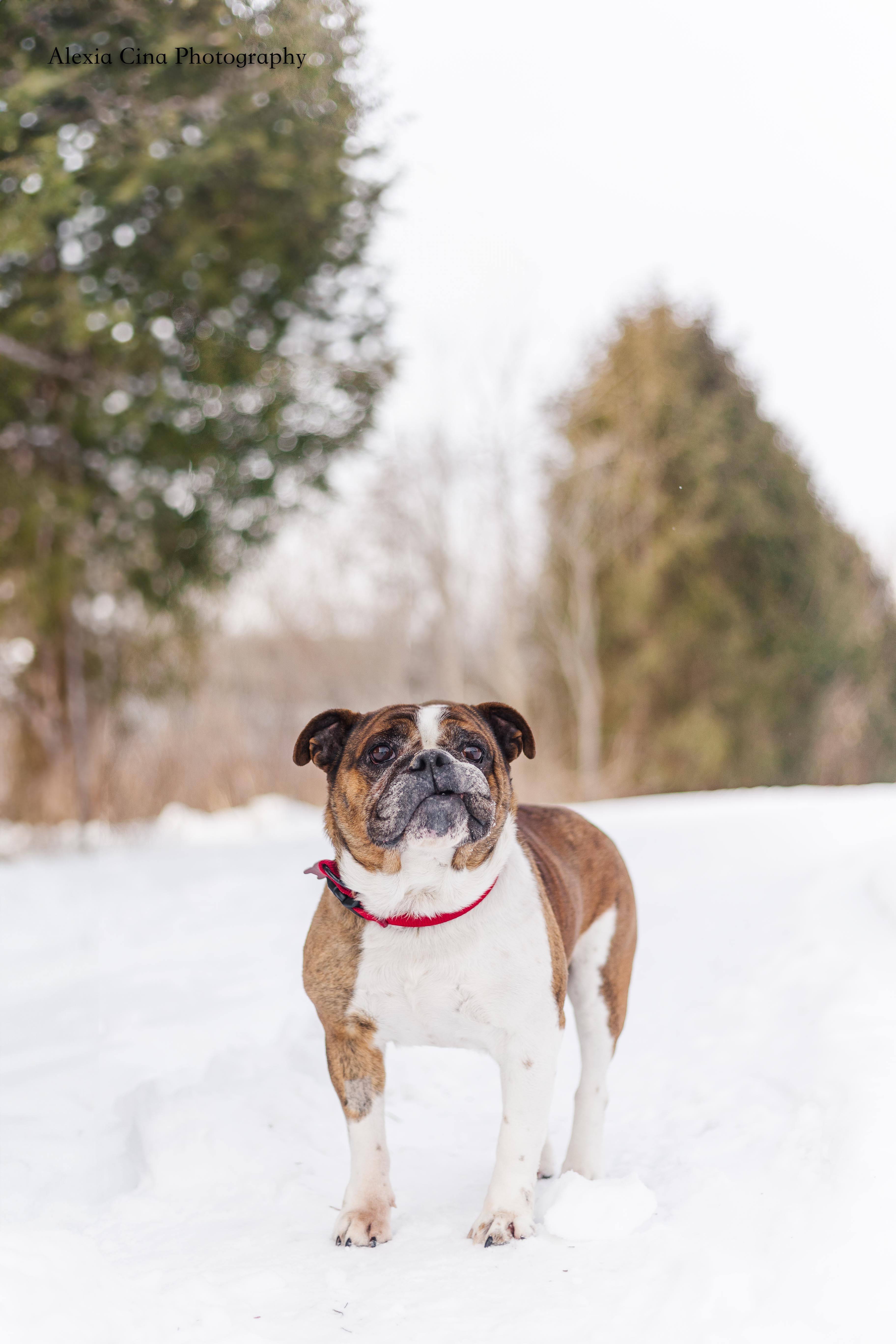 Dachi, a ADOPTABLE English Bulldog in Drumbo, ON image 4/5