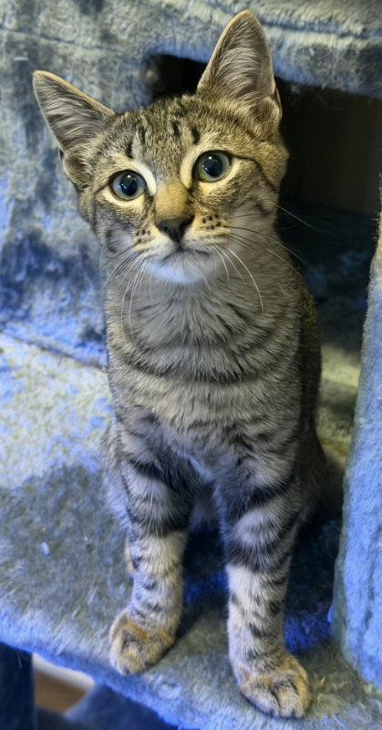 Chilito, Adopted, Kitten Male Tabby & Domestic Short Hair.