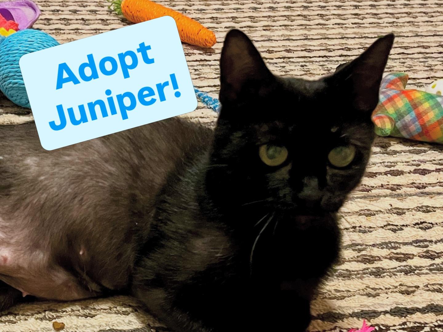 Enlarge Juniper, a ADOPTABLE Domestic Short Hair in Christiansted, VI image 3/5