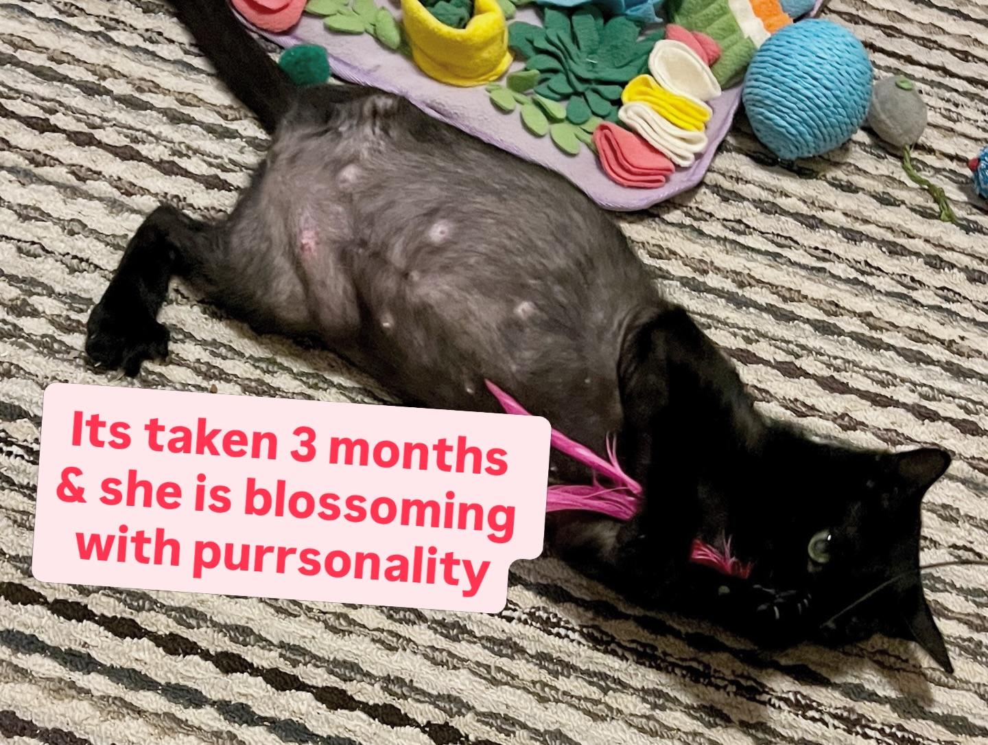 Enlarge Juniper, a ADOPTABLE Domestic Short Hair in Christiansted, VI image 2/5